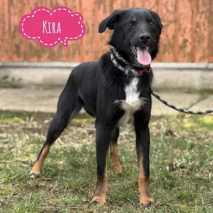 Kira, wunderhübsche und junge Beauceron Mix Hündin