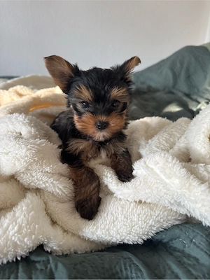 Mini Yorkshire Terrier Welpen   3 Jungen suchen liebevolles Zuhause   geimpft & gechipt