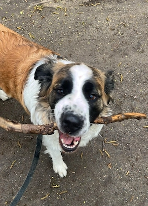 Moskauer Wachhund Hündin Bella (3 J.)   lieb, unkompliziert, sucht Zuhause 