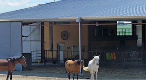 Plätze im Offenstall absofort frei