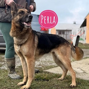 Perla, prächtige Deutsche Schäferhündin sucht ein Zuhause