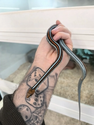 Thamnophis sirtalis tetrataenia