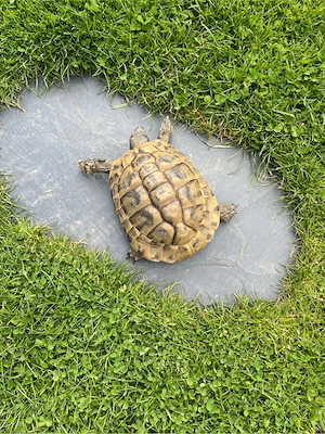 Landschildkröte Thb