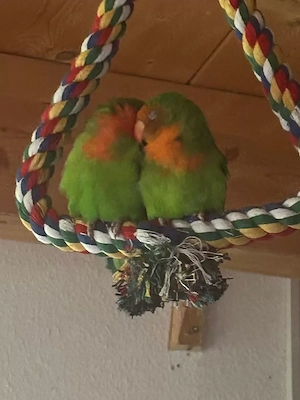 Zwei Agaporniden + Käfig