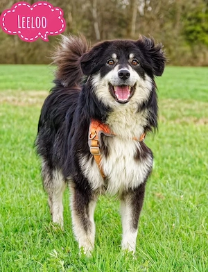Leeloo, wunderschöne und junge Border Collie Mix Hündin 