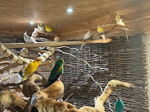 1,0 Vielfarbensittich 