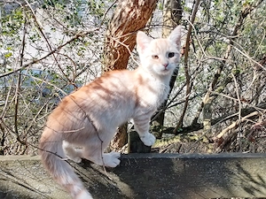 Elegantes Freigänger-Katerchen in Apricot (SELTEN) abzugeben 