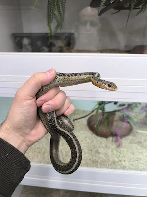 Thamnophis sirtalis het. shuett