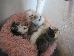 Knudschkugeln sucht seine neue Familie