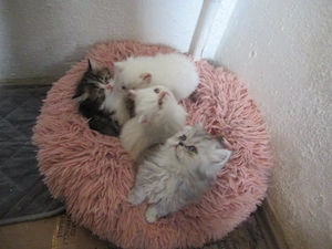 Knutschkugeln sucht eine neue Heimat