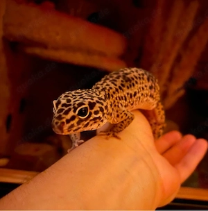 Leopardgecko Weibchen (2 Stück)