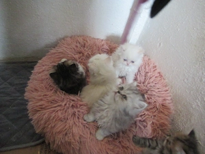 Knutschkugeln sucht eine neue Heimat