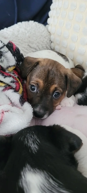 Jack Russell Terrier Welpen suchen ein liebevolles Zuhause mit Körbchen für immer