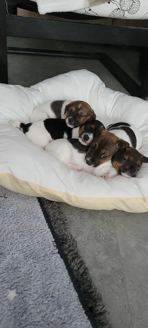 Jack Russell Terrier Welpen suchen ein liebevolles Zuhause mit Körbchen für immer