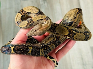 1.1 Boa imperator - reine Costa Rica Boas