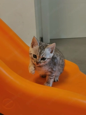 Reinrassige Bengalkitten 