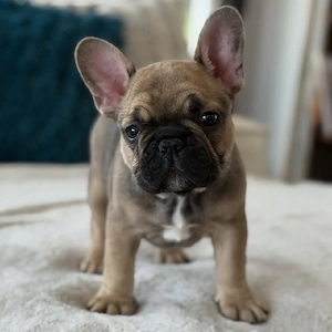 Französische Bulldoggenwelpen mit Papieren