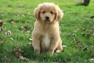 Duck Tolling Retriever   Golden Retriever