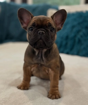 Wunderschöne französische Bulldoggenwelpen