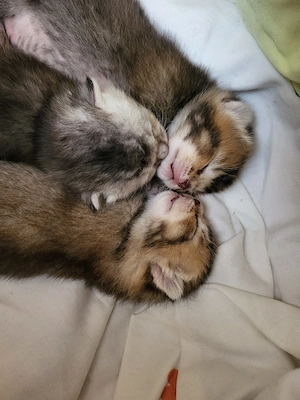 BKH-Bengal Mix Kitten Bild 8