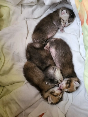 BKH-Bengal Mix Kitten Bild 9