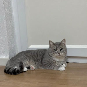 BKH Katze Männlich 1,5 Jahre alt