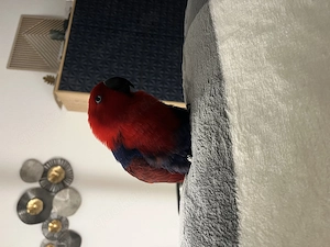 Edelpapagei Henne abzugeben 