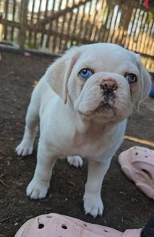 zauberhafte Retro Mops Welpen 