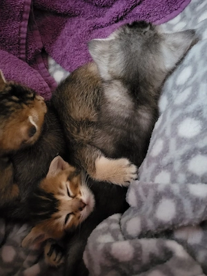 BKH-Bengal Mix Kitten Bild 2