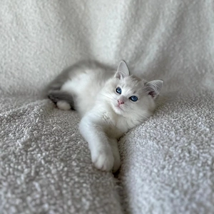 Ragdoll-Kätzchen + Komplettes Zubehör   Sofort abgabebereit Bild 3