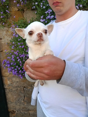 Wunderschöner blonder Chihuahua