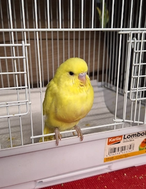 Wellensittiche super zahm 10 Monate alt Weibchen.