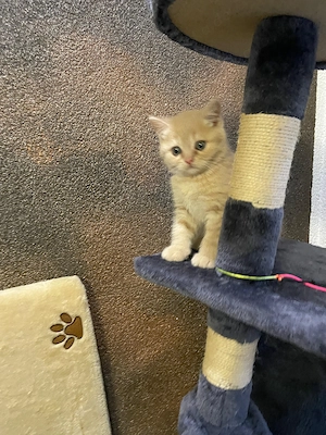 Wunderschöne BKH Kitten, Britisch Kurzhaar Kitten  Bild 6