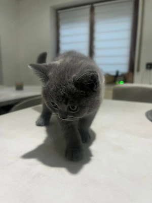 Wunderschöne BKH Kitten, Britisch Kurzhaar Kitten  Bild 8
