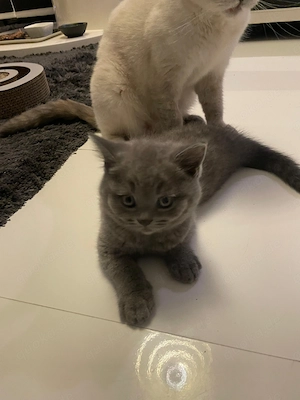 Wunderschöne BKH Kitten, Britisch Kurzhaar Kitten  Bild 5