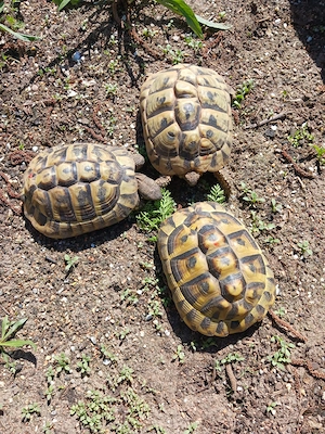 Griechische Landschildkröten-Gruppe 1.2, THB, zu verkaufen