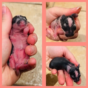 Wunderschöne Zwergwidder Babys, Lop Kaninchen, Zwergkaninchen