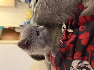 BKH Kitten, Katze, Britisch Kurzhaar 