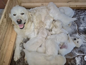 Golden Retriever Welpen 