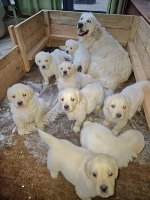 Golden Retriever Welpen 