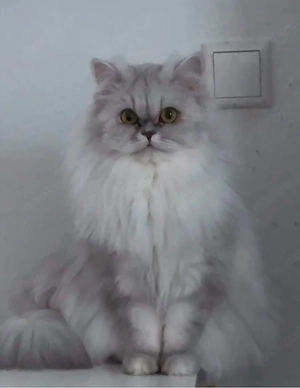 Wunderschöne Perserkatze (1 Jahr alt) mit komplettem Zubehör in Bremerhaven