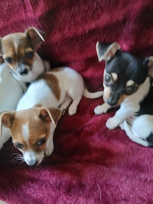 Chihuahua-Jack-Russell-Welpen 