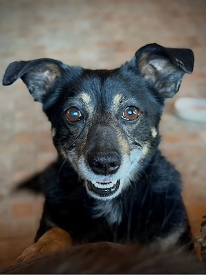 charlie, ein lieber 3-jährige Rüde 
