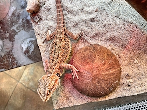 Bartagame sehr schöne Färbung fast 1 Jahr alt