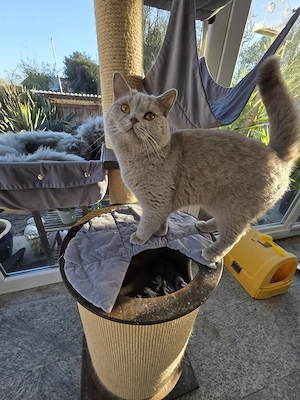  Zuckersüße BKH Kitten mit Stammbaum aus seriöser Zucht Bild 4