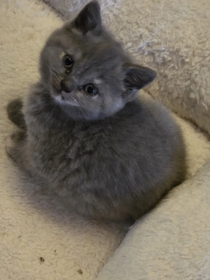 Zuckersüße BKH Kitten mit Stammbaum aus seriöser Zucht