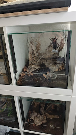 Terrarien mit Falltür 30x30x30
