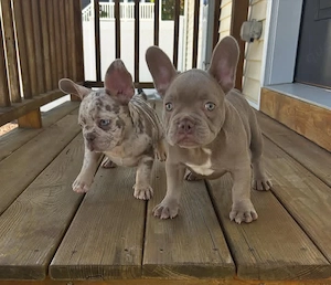 Französische Bulldoggenwelpen suchen ein liebevolles Zuhause.