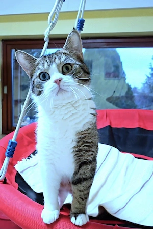 Junger, wunderschöner Kater Anton mit (Odd Eyes) sucht ein liebevolles neues Zuhause!