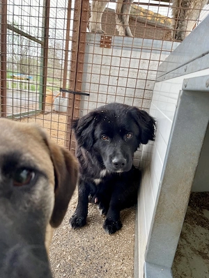 Lukacs, zzt. in Ungarn, Er ist ein gut Kerl und wartet eher ruhig auf seine neue Familie